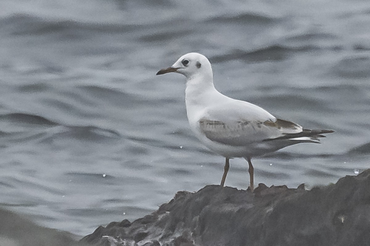 Brown-hooded Gull - ML581100161