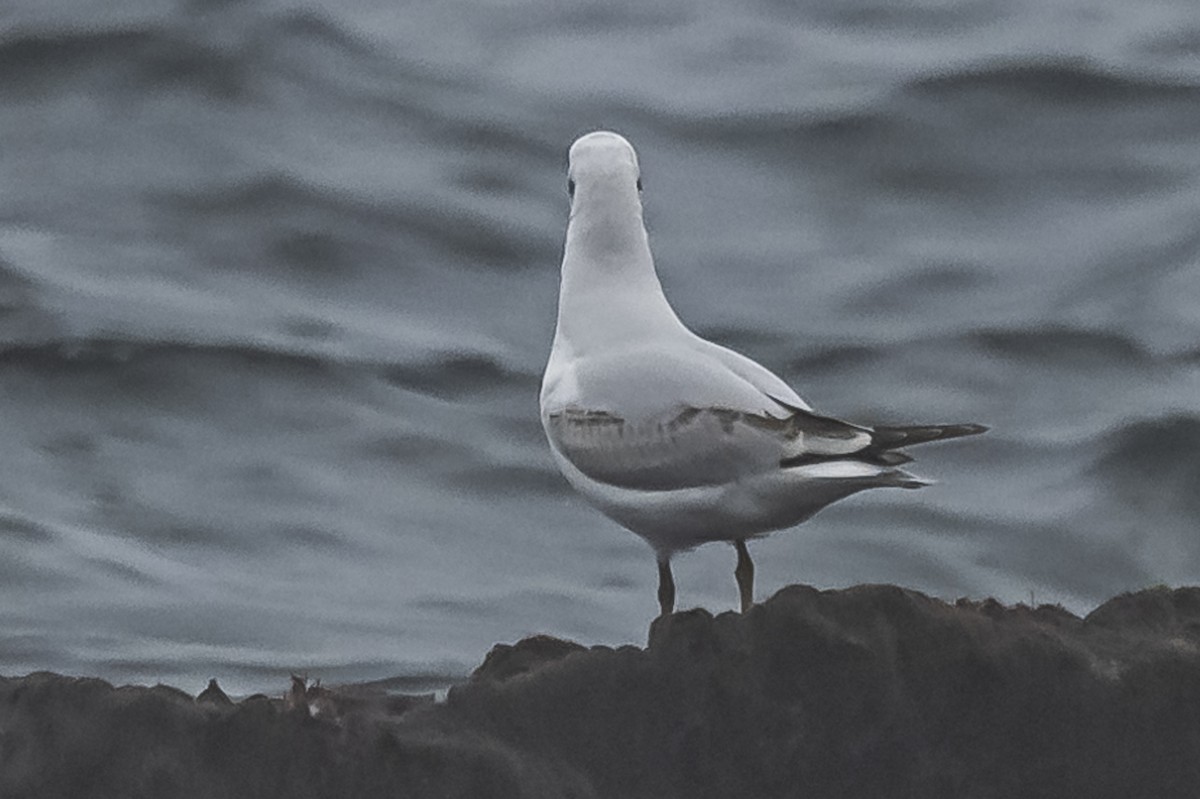 Brown-hooded Gull - ML581100181