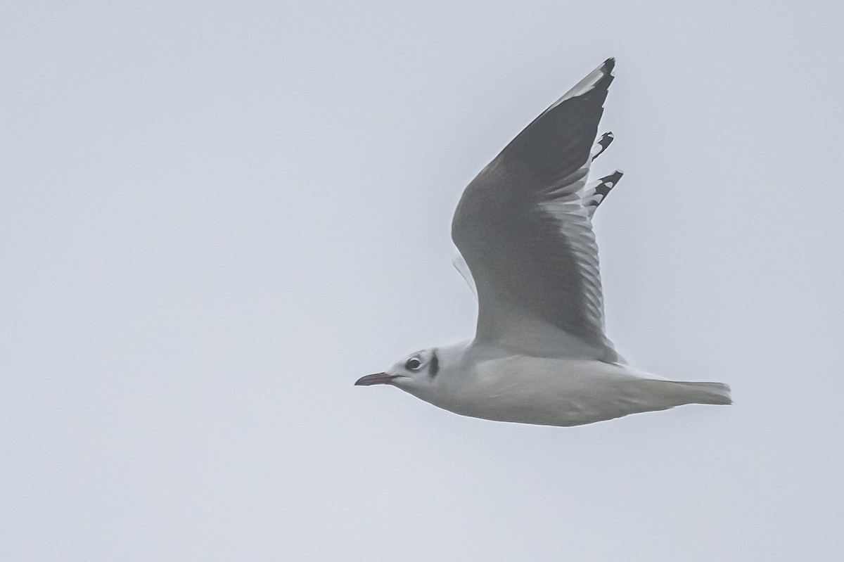 Brown-hooded Gull - ML581100271