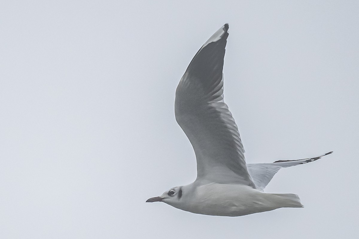 Brown-hooded Gull - ML581100281