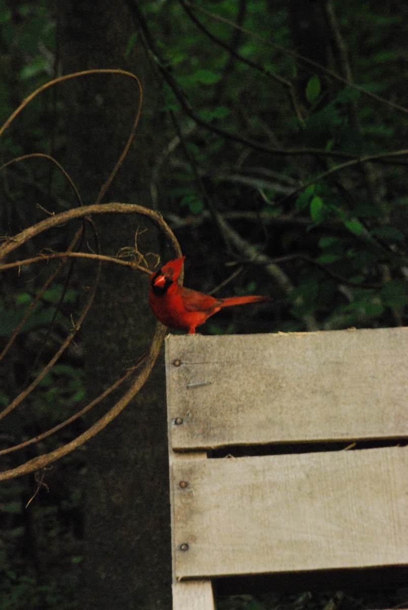 Cardinal rouge - ML58110101