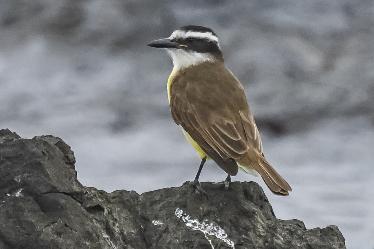 Great Kiskadee - ML581101721