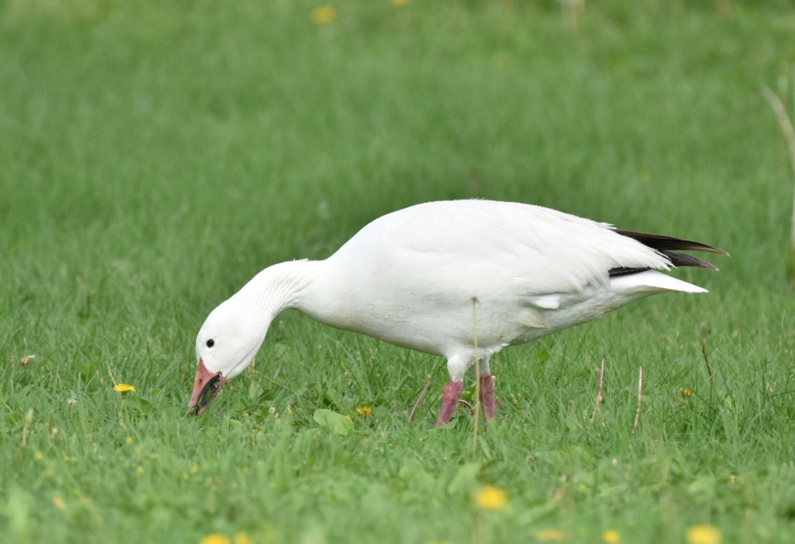 Snow Goose - ML581101931