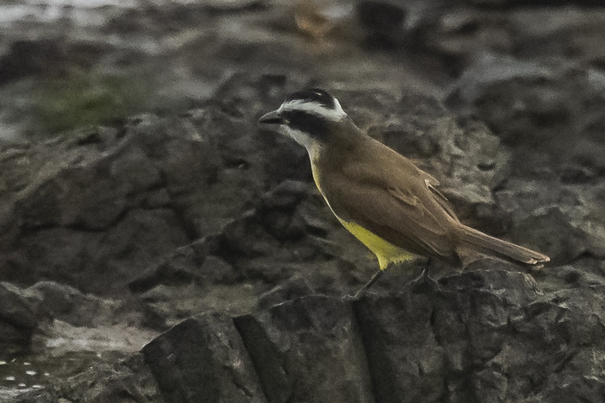 Great Kiskadee - Amed Hernández