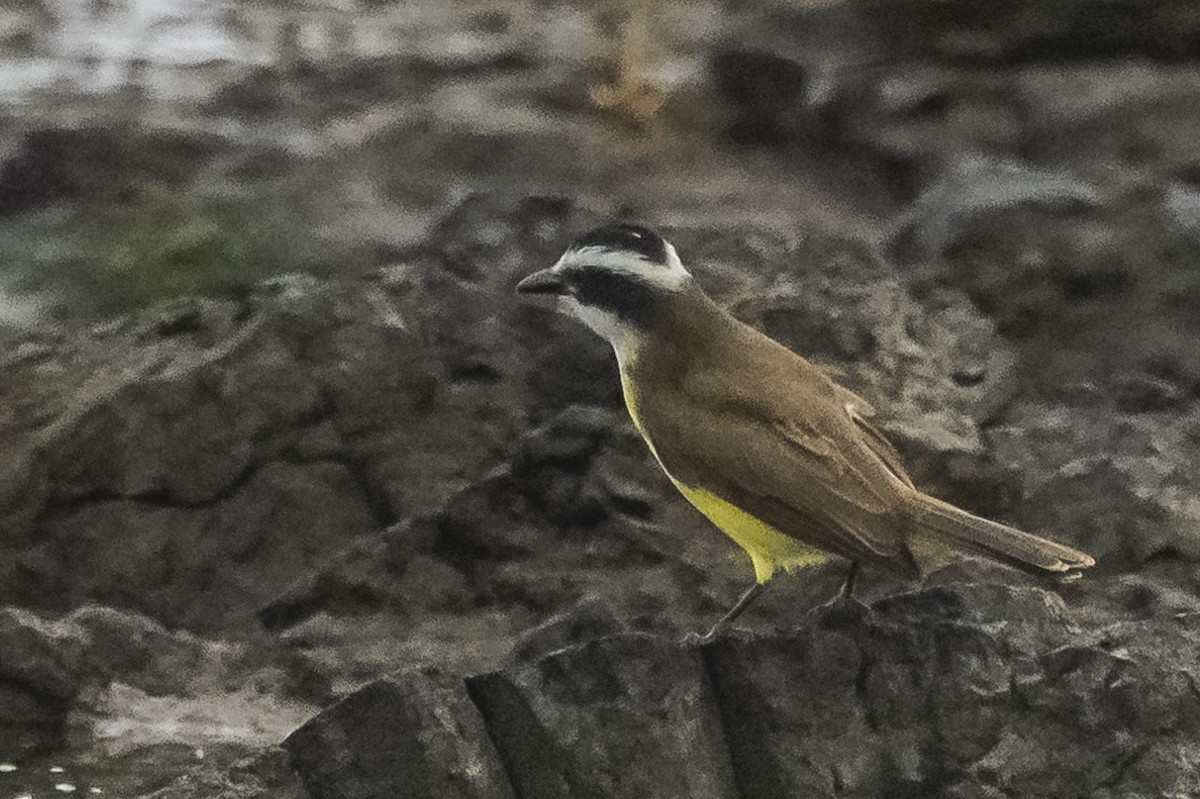 Great Kiskadee - ML581102441