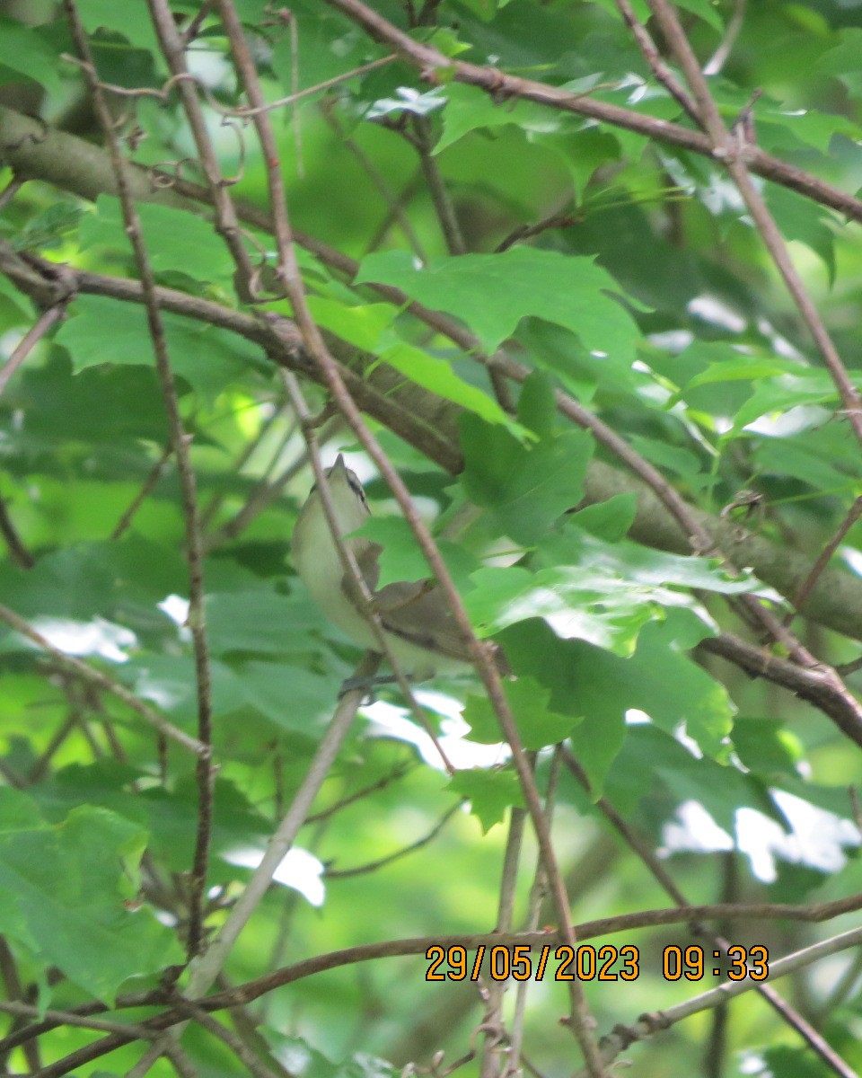 Red-eyed Vireo - ML581102671