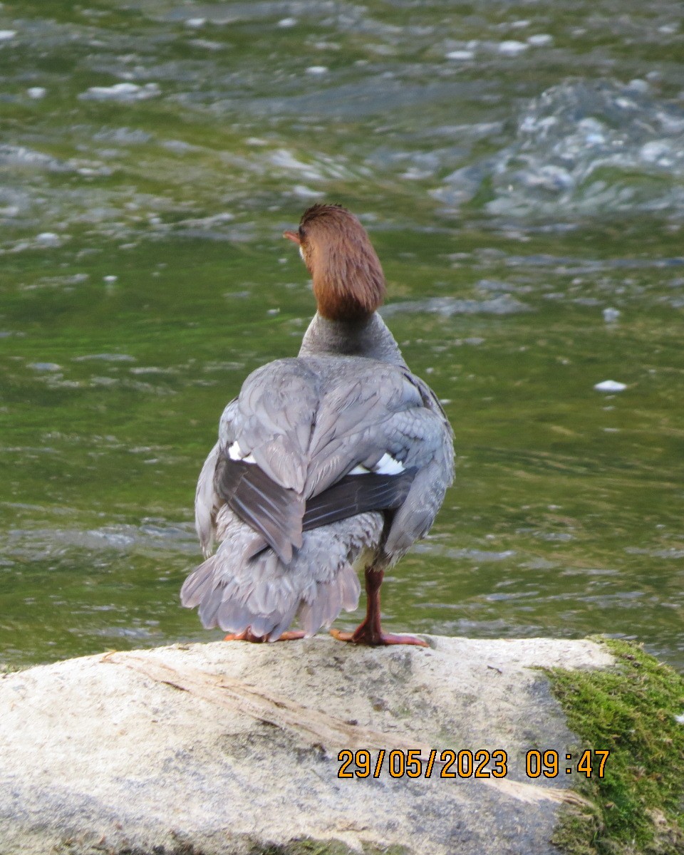 Common Merganser - ML581102841