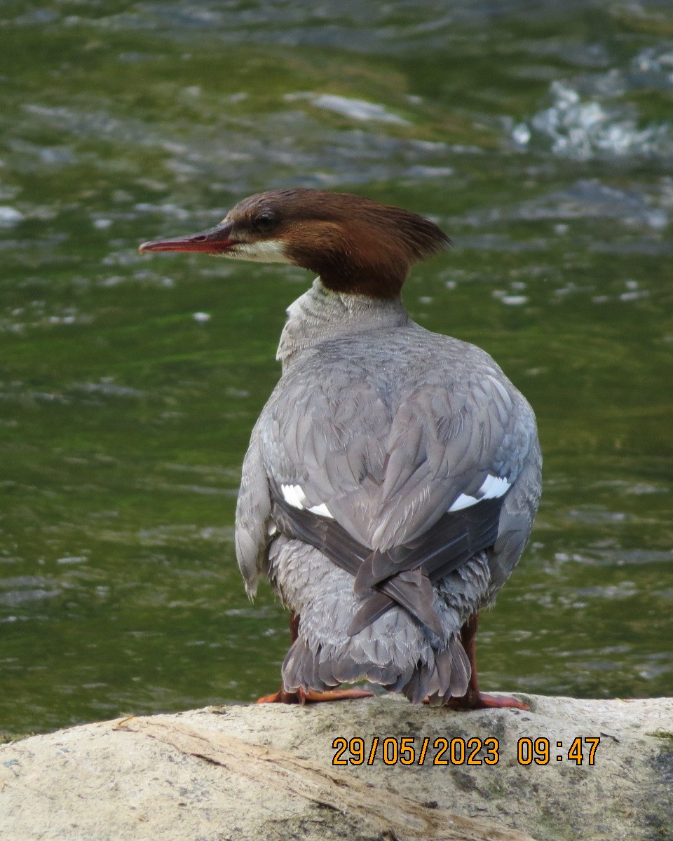 Common Merganser - ML581102851