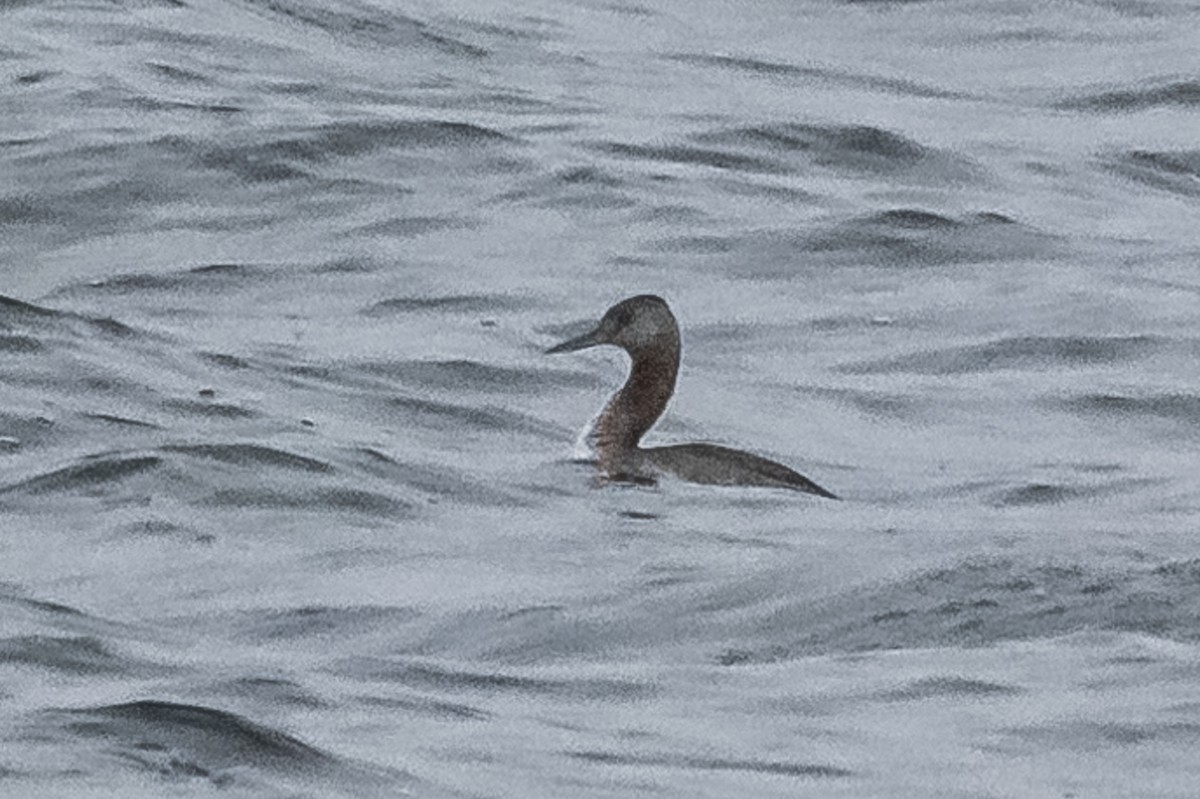 Great Grebe - ML581104081