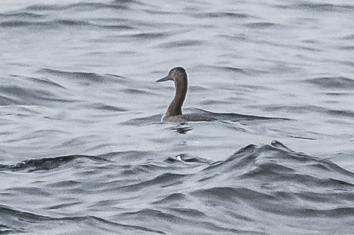 Great Grebe - Amed Hernández