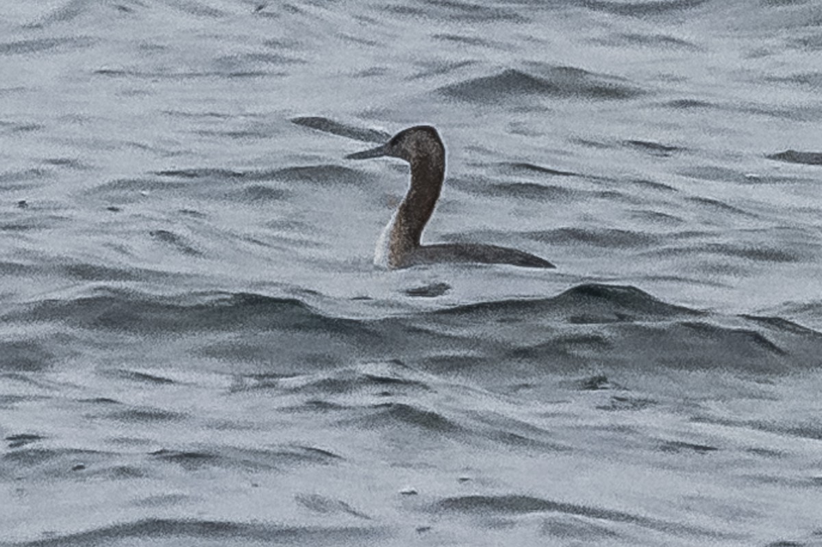 Great Grebe - Amed Hernández