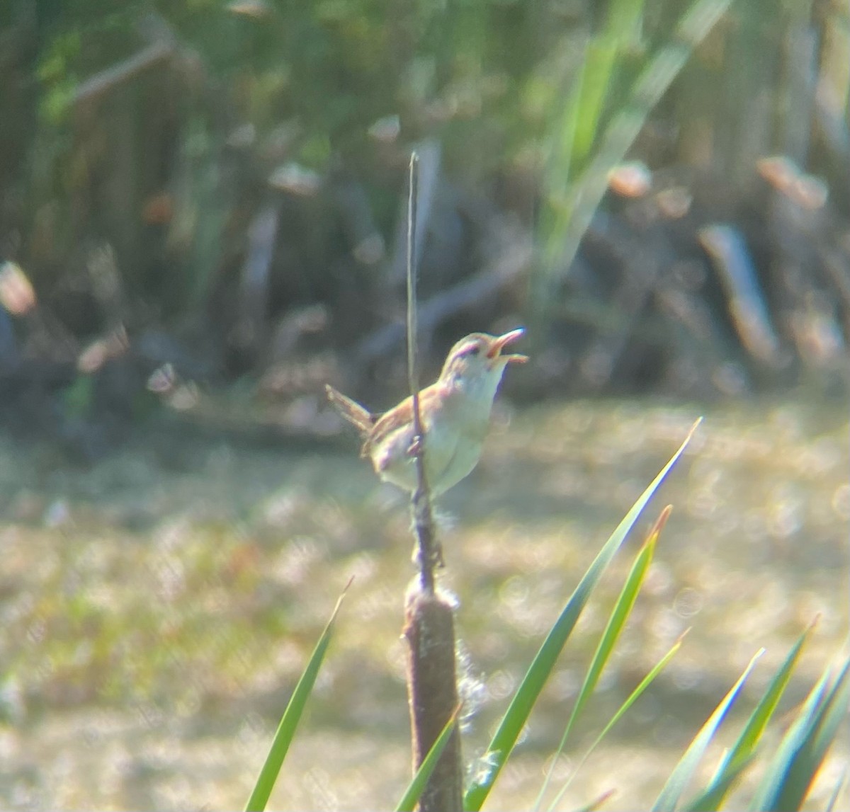 Marsh Wren - Josh Ranney