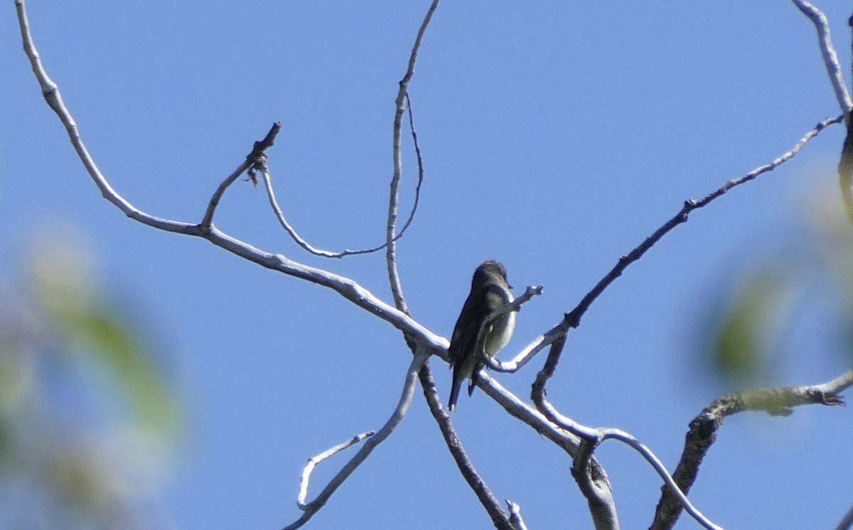 Olive-sided Flycatcher - ML581105111
