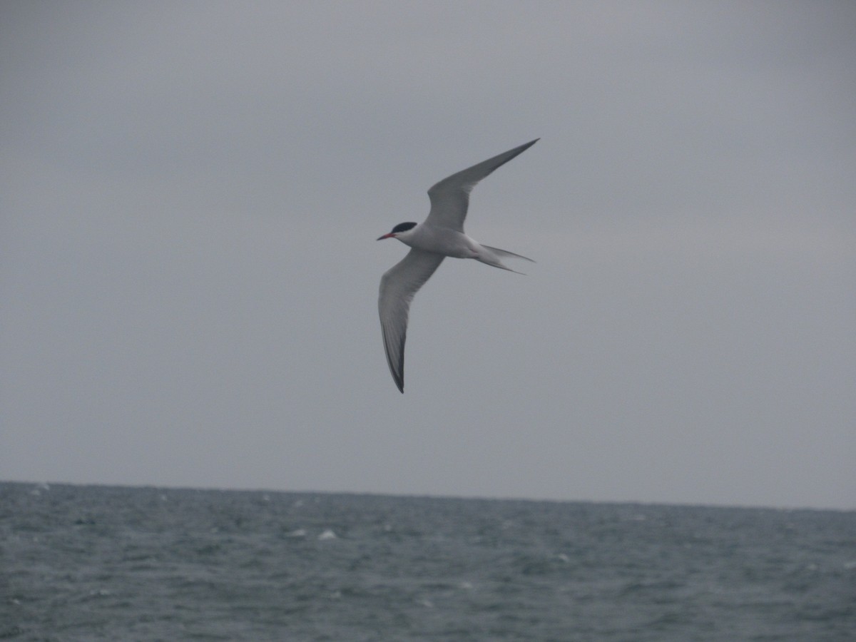 Common Tern - ML581105991