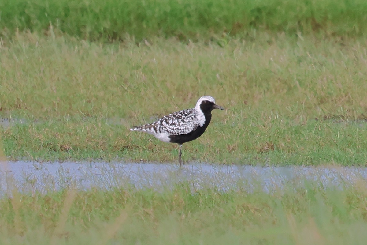 Black-bellied Plover - ML581106651