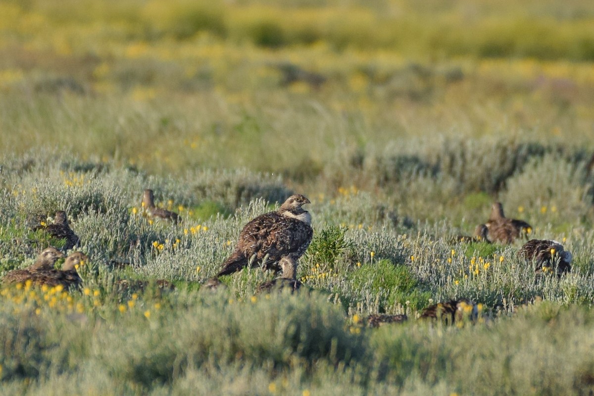 Greater Sage-Grouse - ML581106961