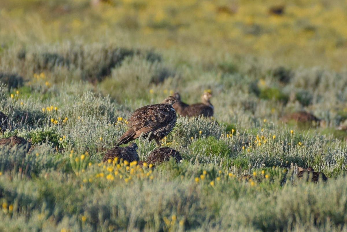 Greater Sage-Grouse - ML581106971