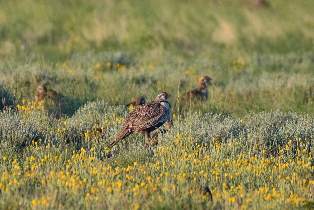 Greater Sage-Grouse - ML581106981