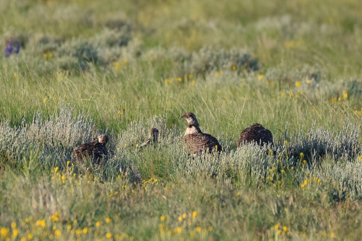 Greater Sage-Grouse - ML581106991