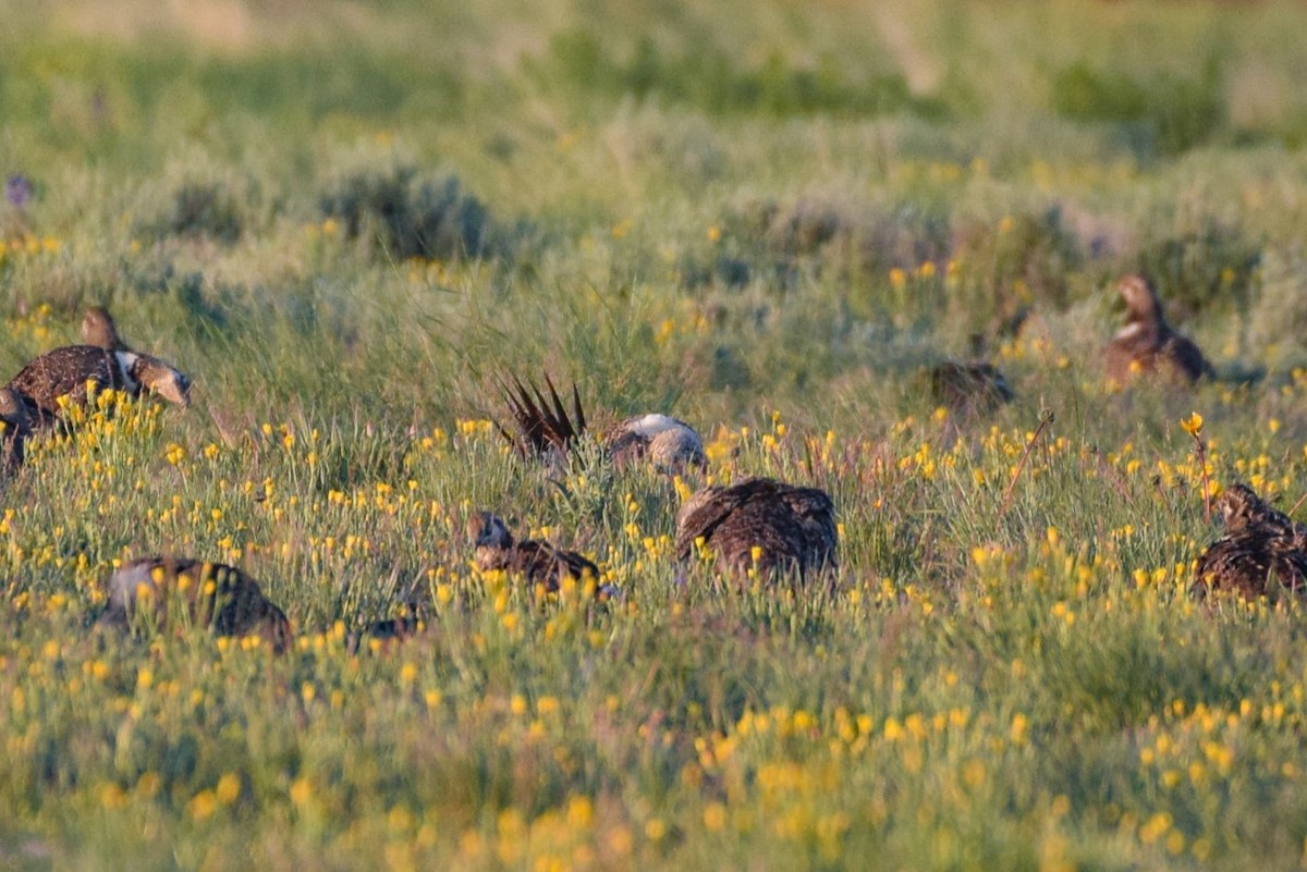 Greater Sage-Grouse - ML581107001