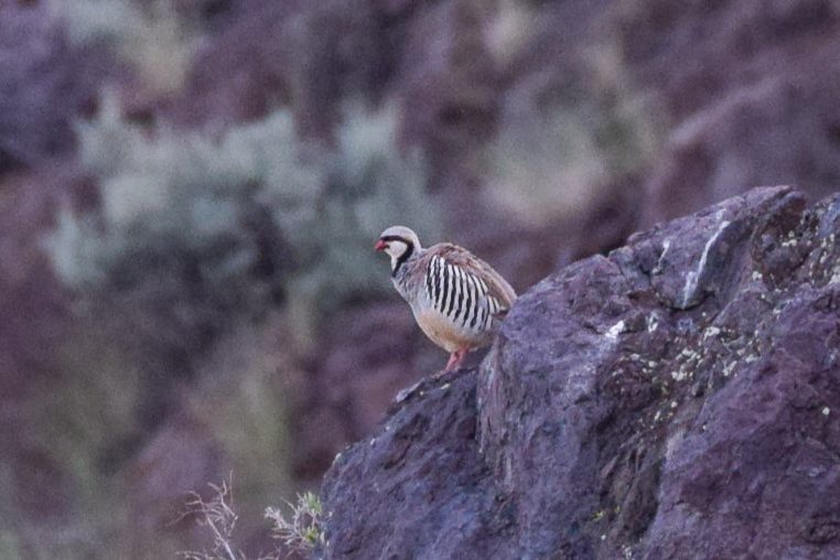 Chukar - Patrick Felker