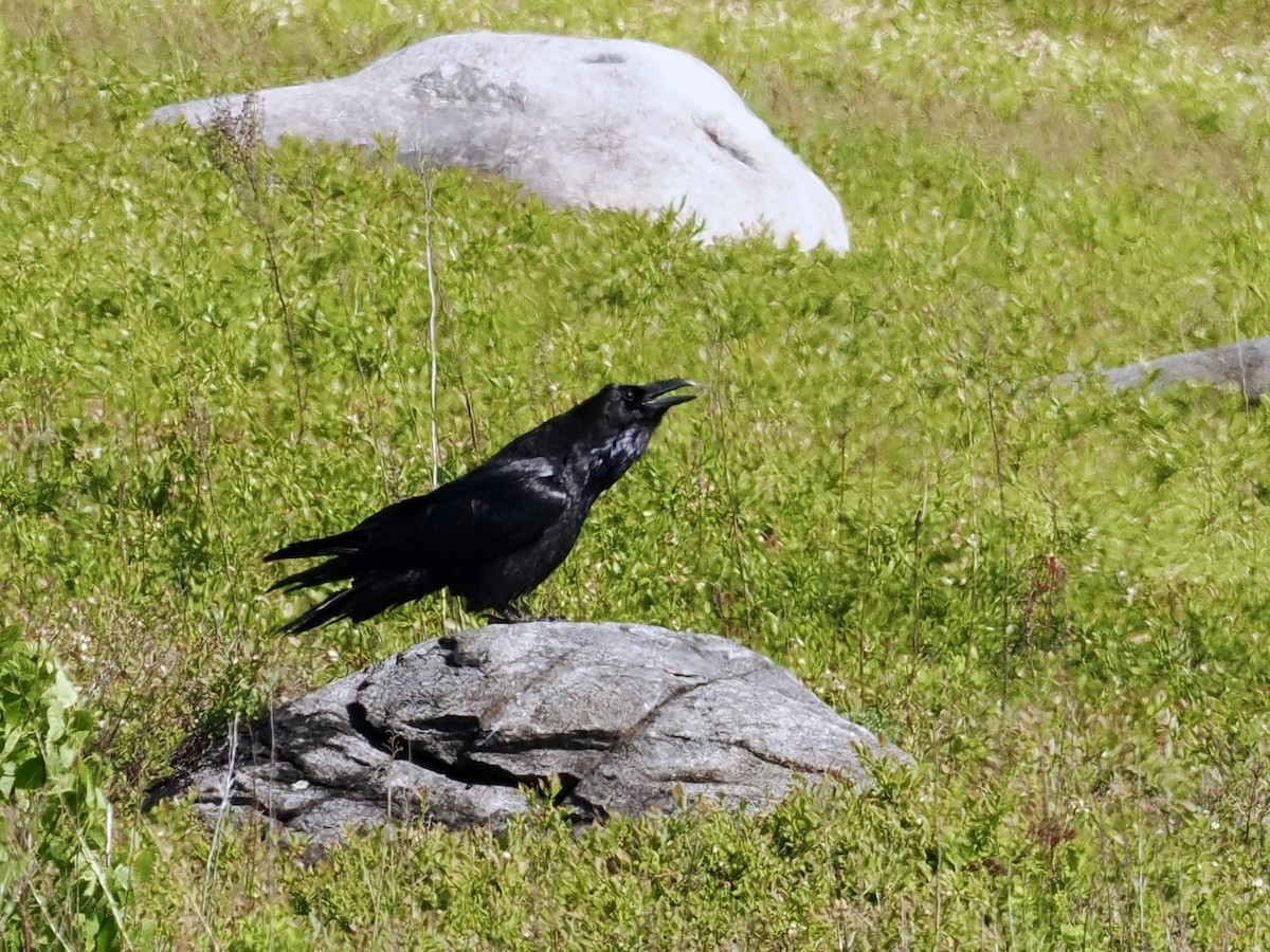 Common Raven - ML581107321