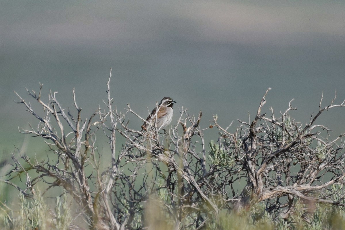 Black-throated Sparrow - ML581107331