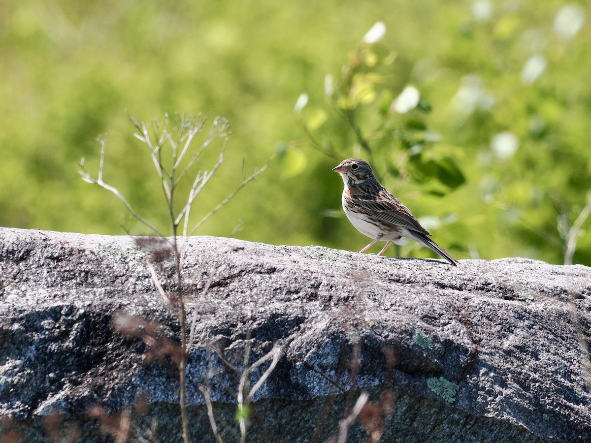 Vesper Sparrow - ML581107581