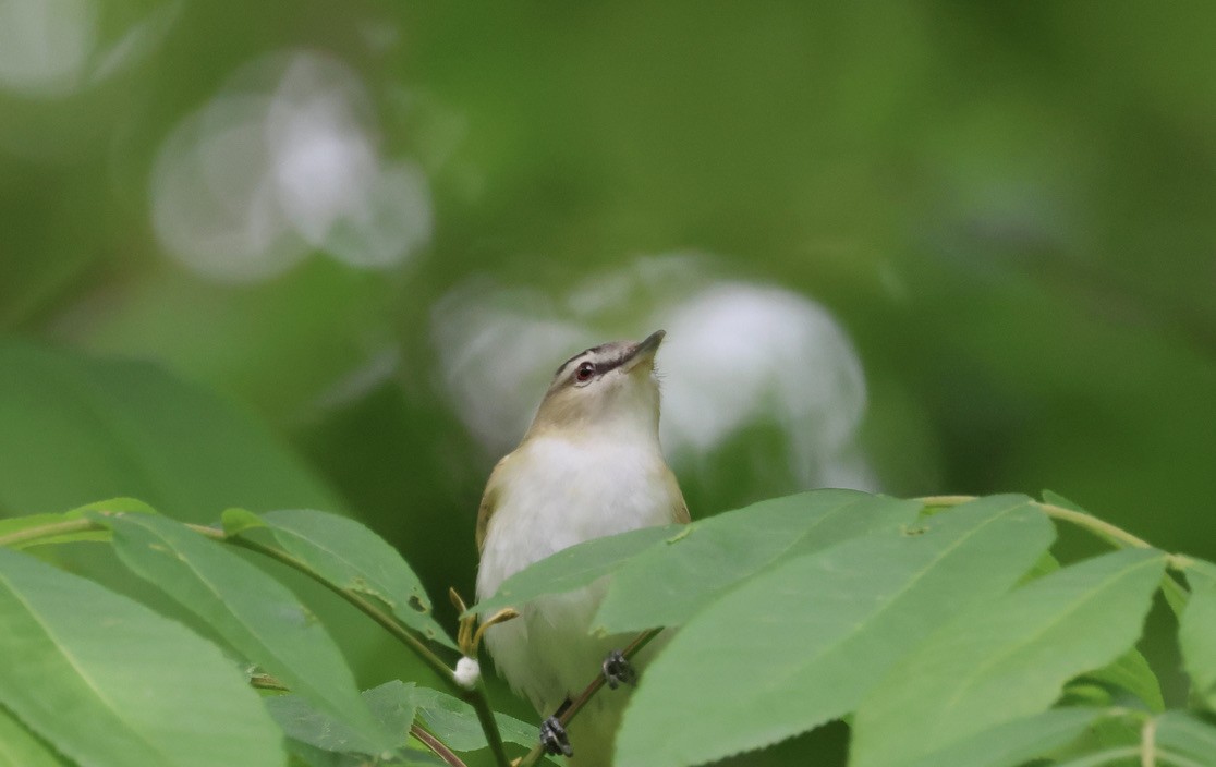 Red-eyed Vireo - ML581108741