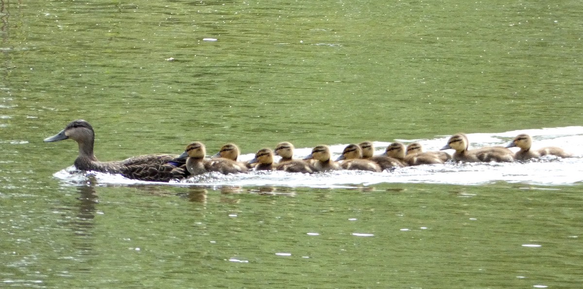 American Black Duck - ML581109141