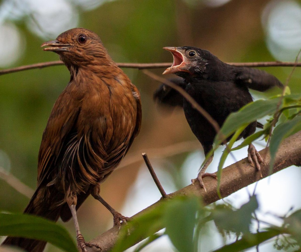 Cocoa Thrush - Marcos E. Sosa