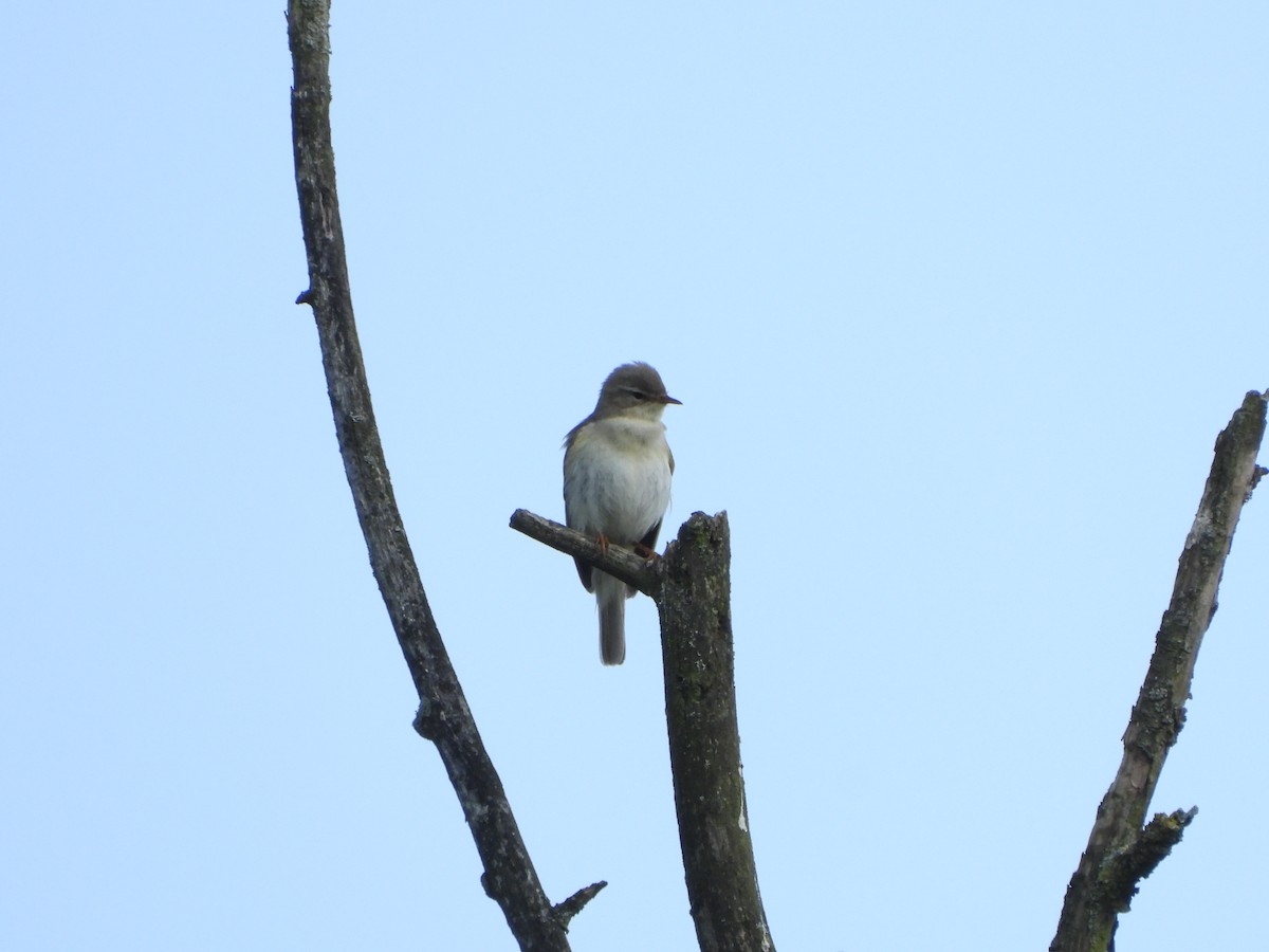 Willow Warbler - ML581110101