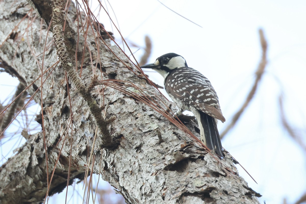 Red-cockaded Woodpecker - ML581110291