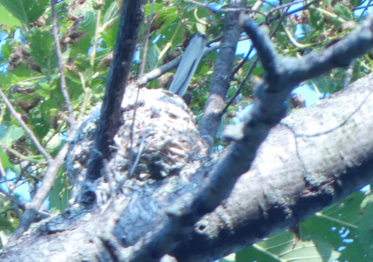 Blue-gray Gnatcatcher - ML581110891