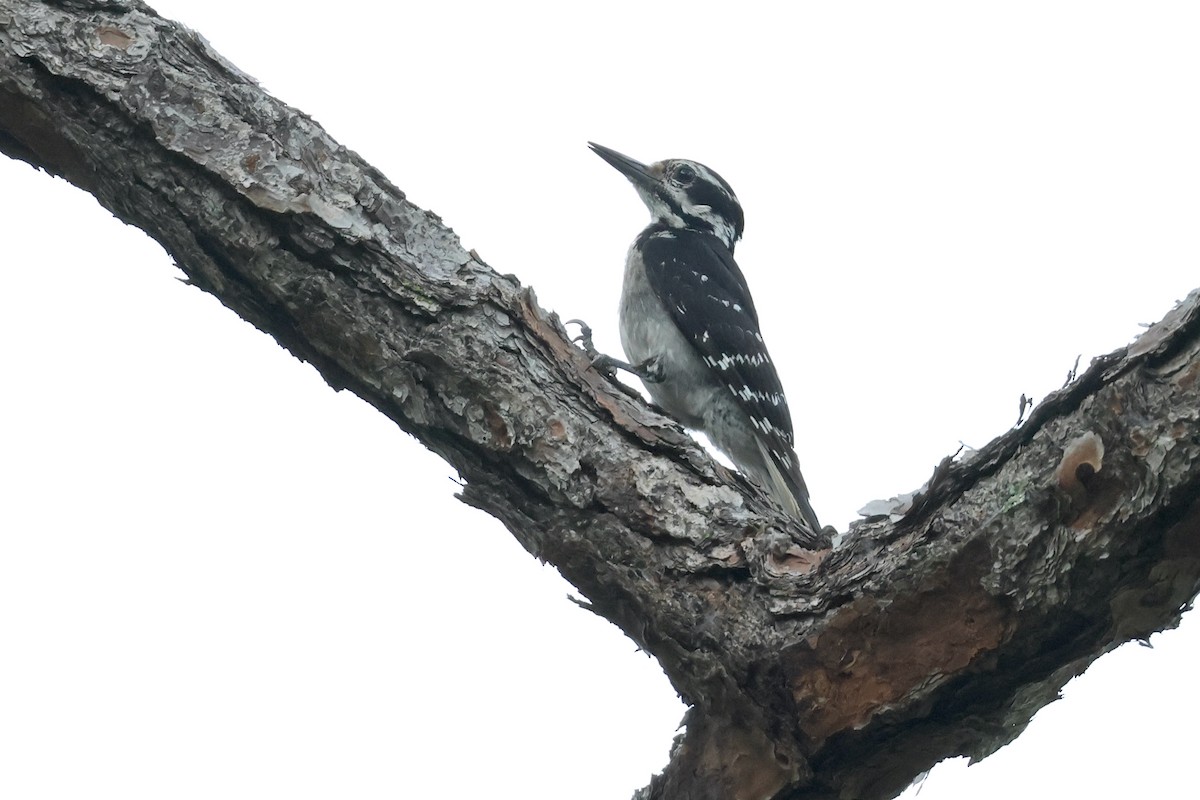 Hairy Woodpecker - Paul Gorday