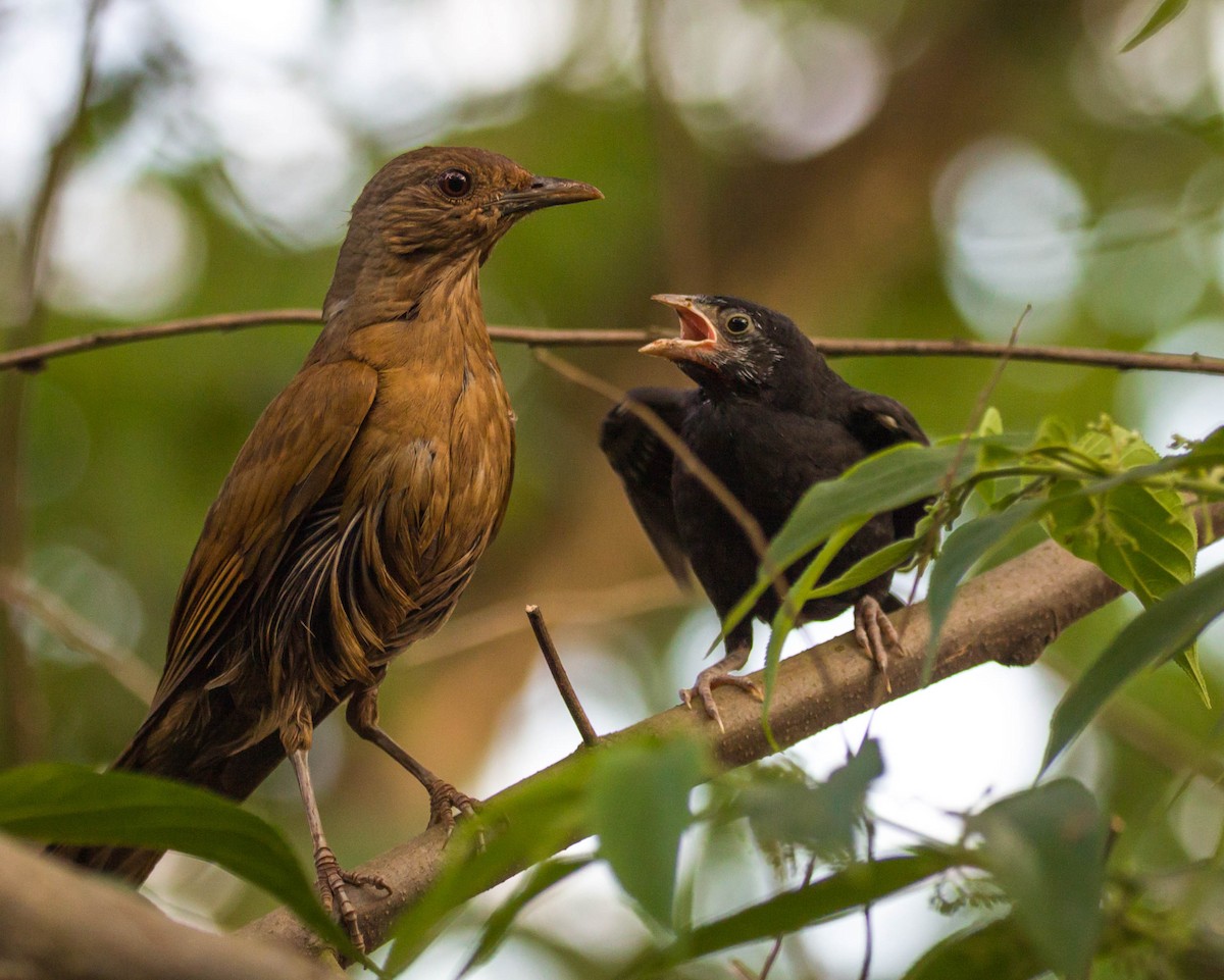 Cocoa Thrush - Marcos E. Sosa