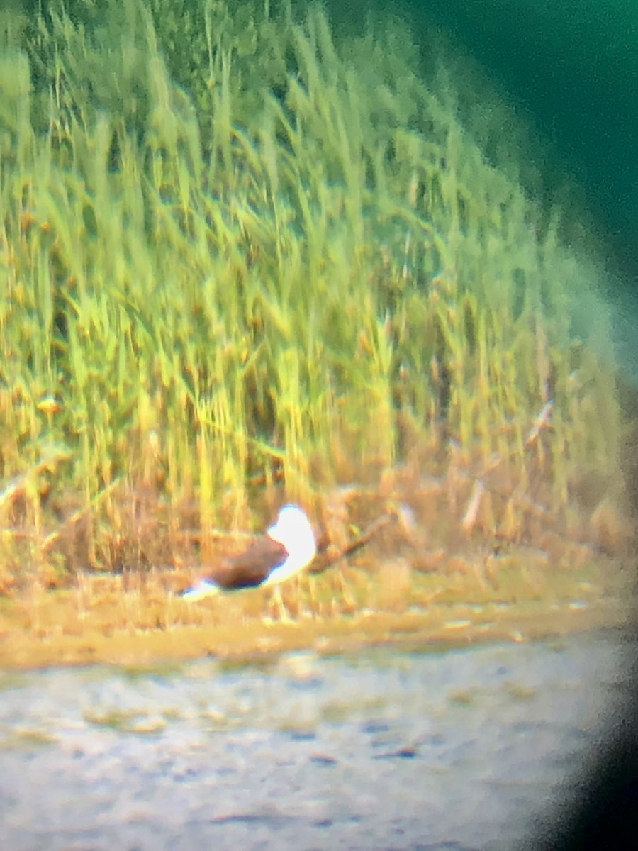 Lesser Black-backed Gull - Ed Eden