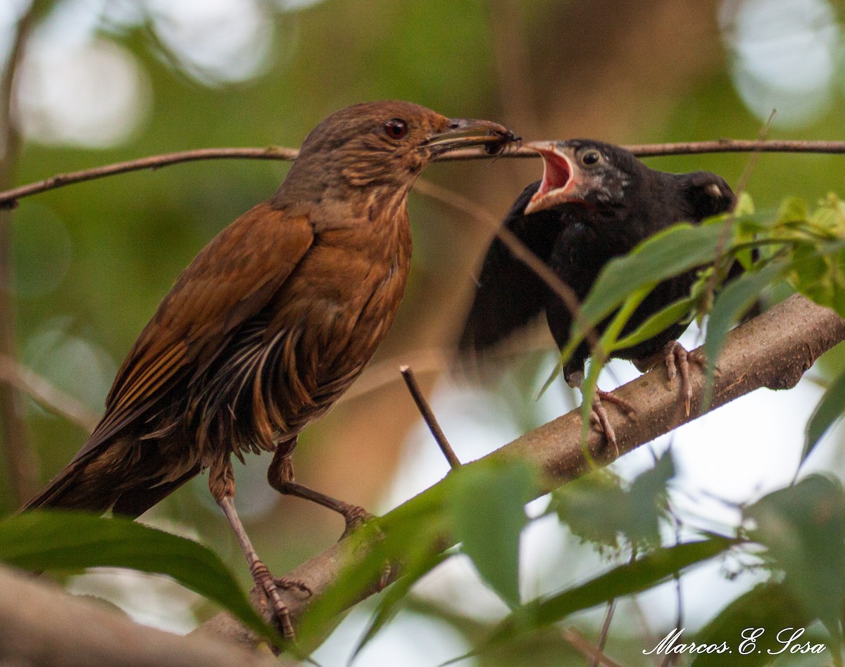 Cocoa Thrush - Marcos E. Sosa