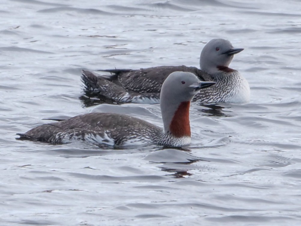 Red-throated Loon - ML581112011