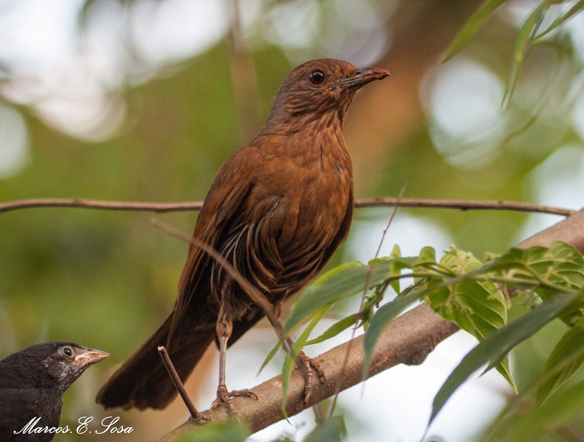 Cocoa Thrush - Marcos E. Sosa