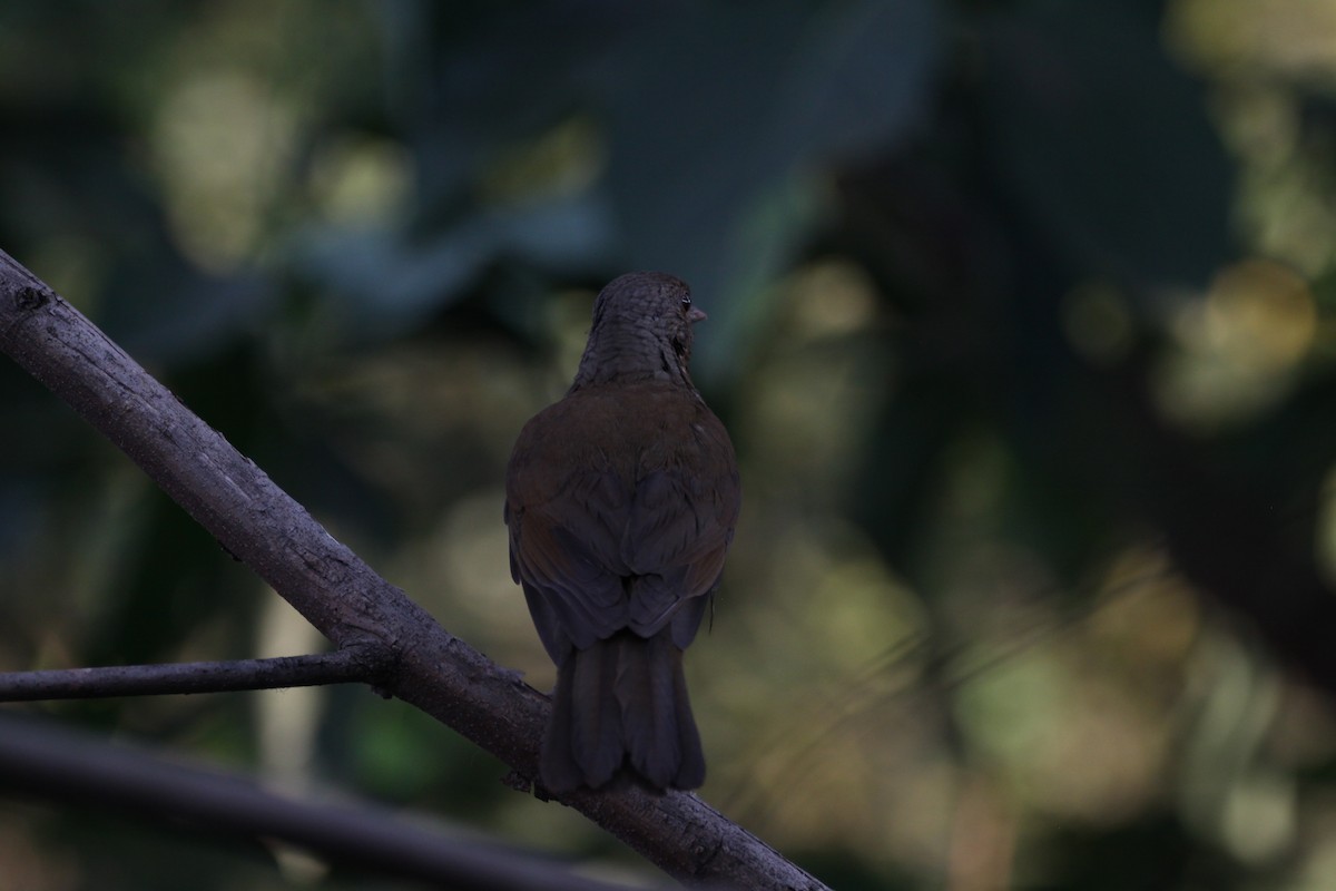 Cocoa Thrush - Marcos E. Sosa