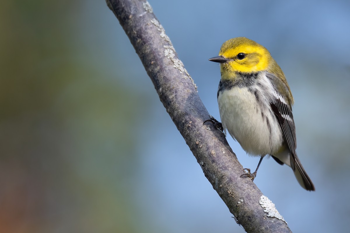 Black-throated Green Warbler - ML581112861