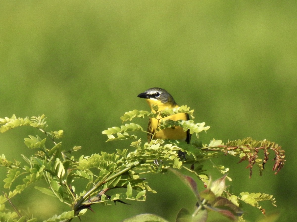 Yellow-breasted Chat - ML581113521