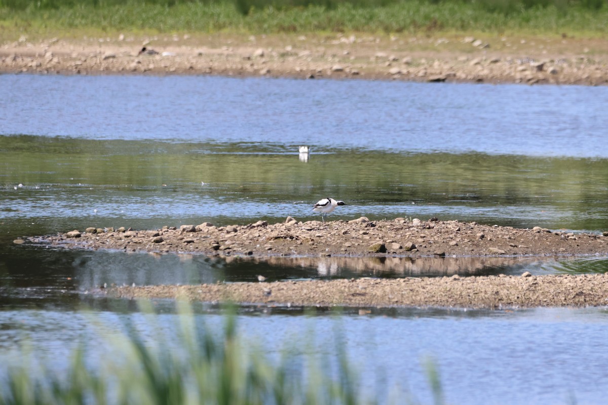 Pied Avocet - Gareth Bowes