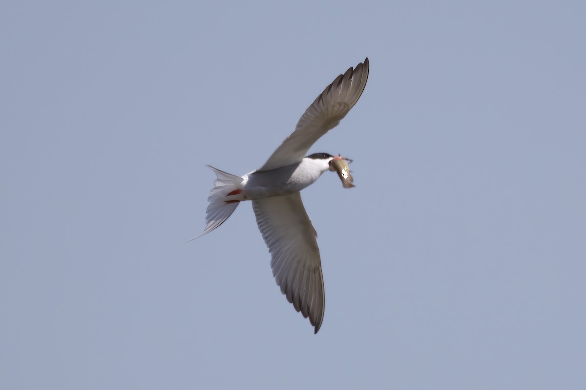 Common Tern - Gareth Bowes