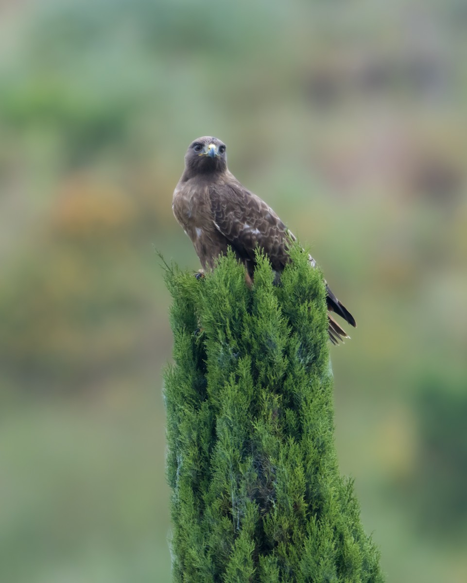 Red-tailed Hawk (calurus/alascensis) - Braxton Landsman