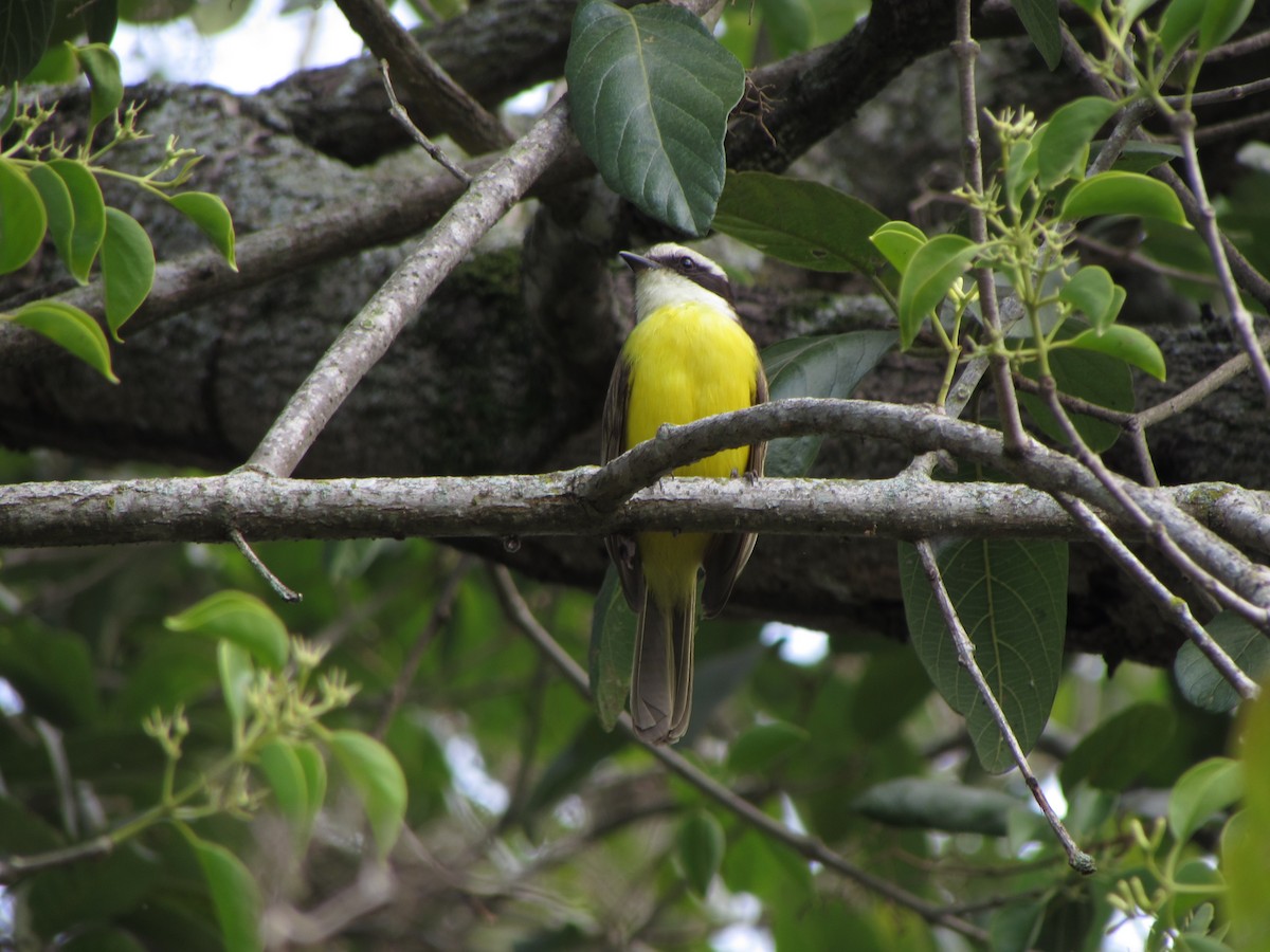 White-bearded Flycatcher - ML58111551