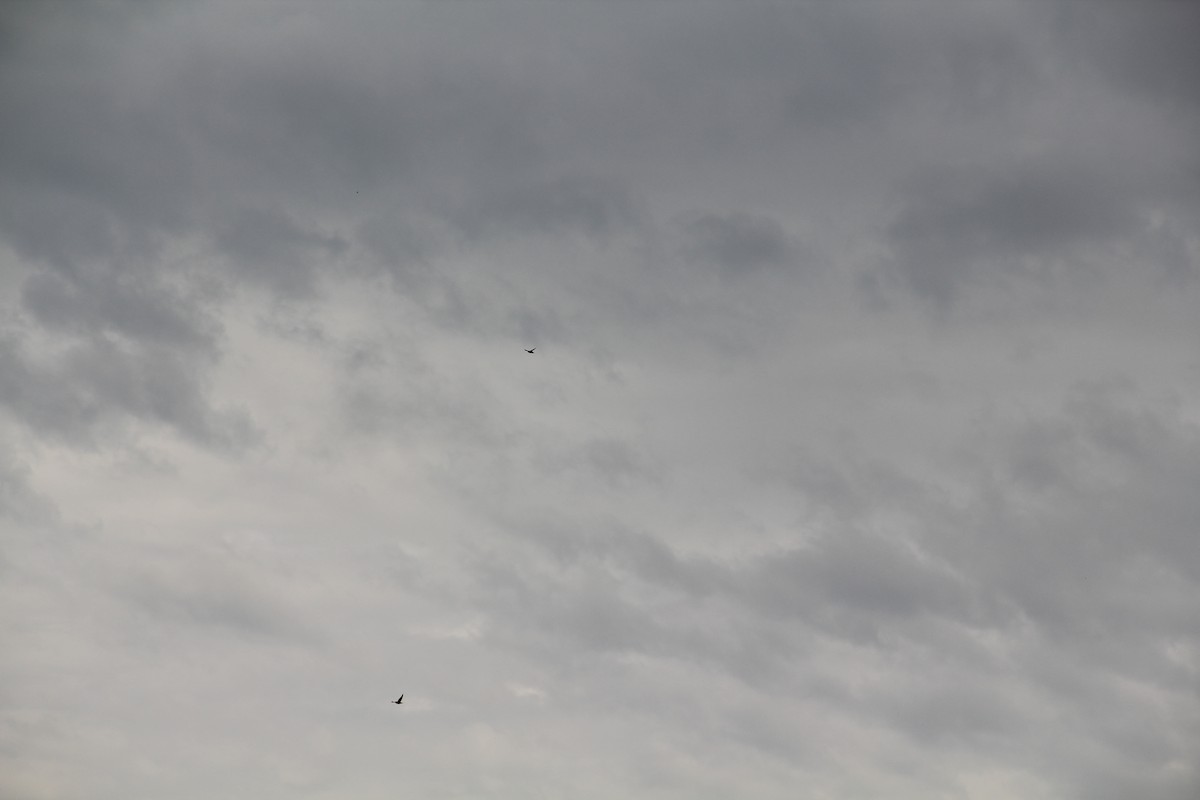 Chimney Swift - Texas Bird Family