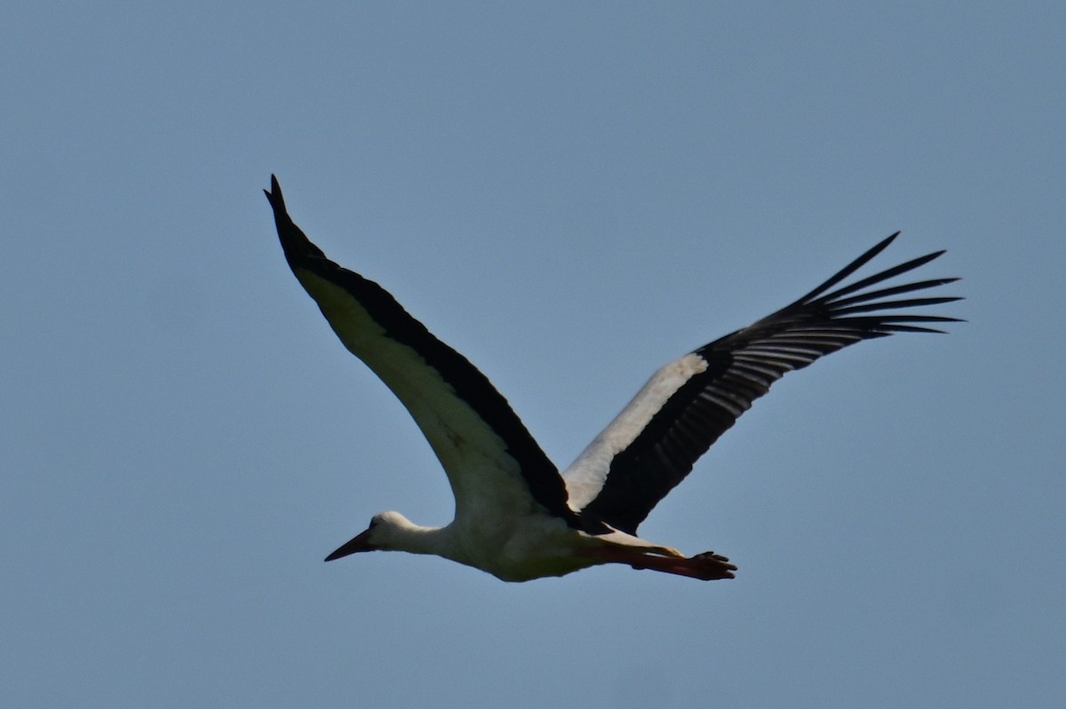 White Stork - ML581118131