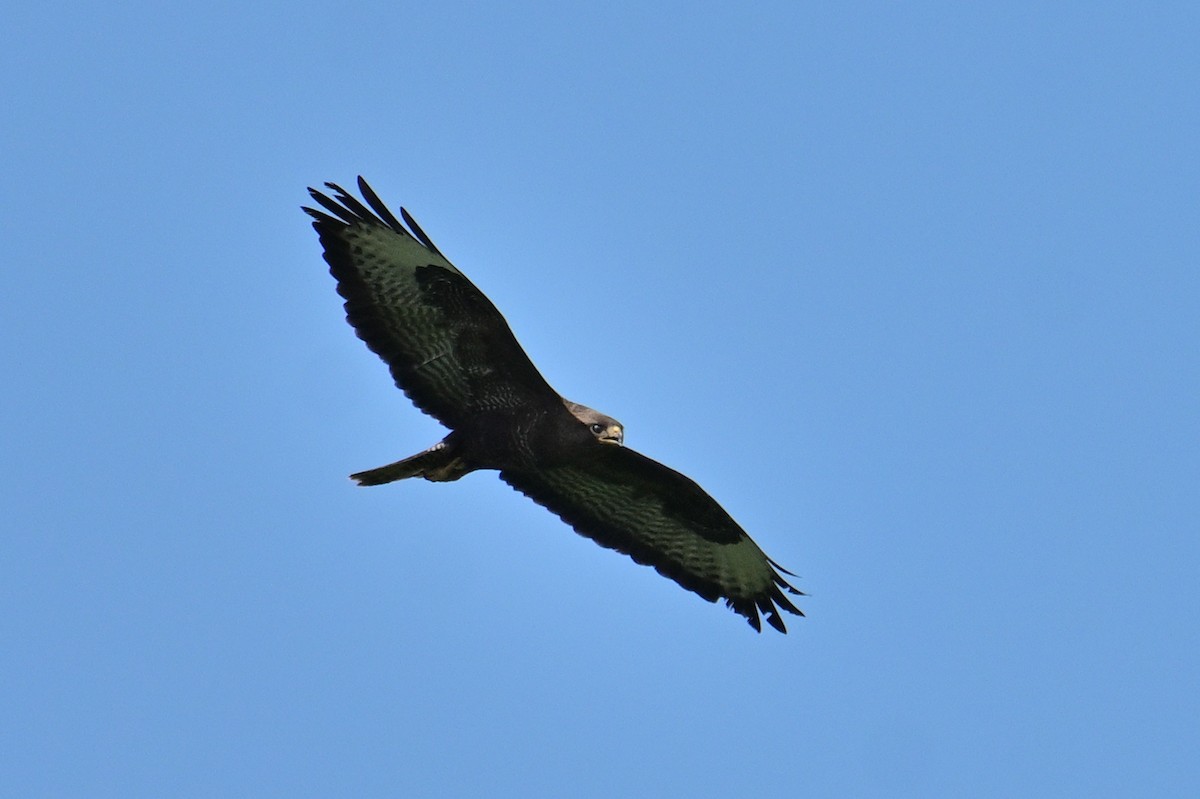 Common Buzzard - ML581118241